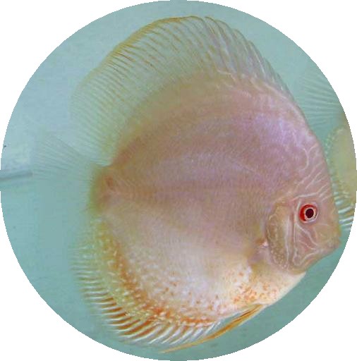 Albino Rabbit Eye Discus Fish - 2 inch